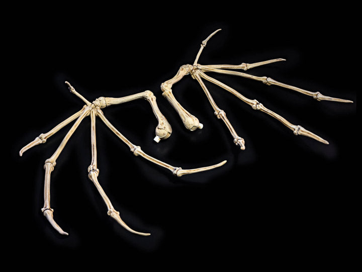 Mythic Legions: All-Stars Bone Wings